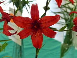 Foto: Dr. Peter Müller